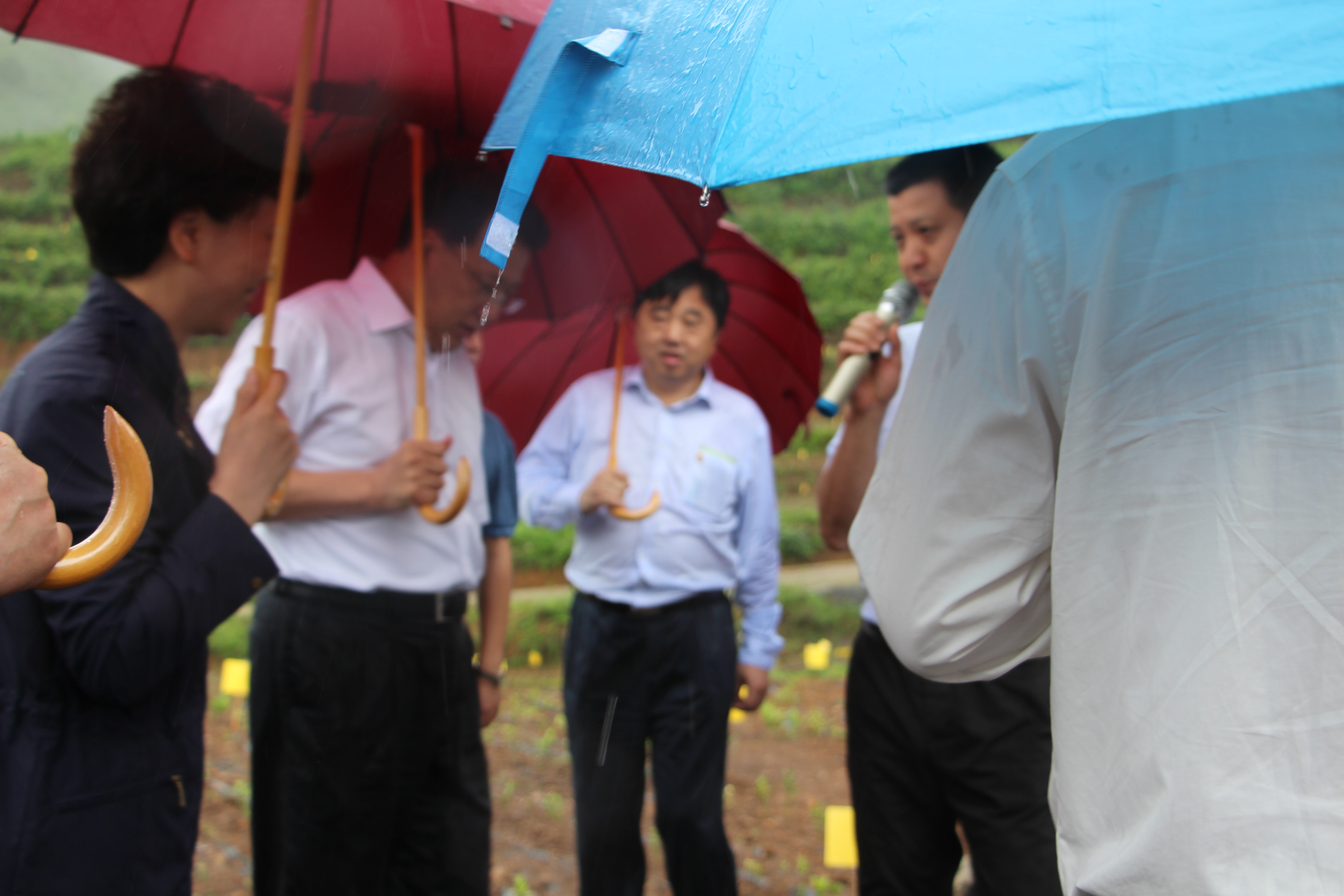 袁家軍省長(cháng)考察浙茶集團貴州普安“白葉一號”工程種植基地