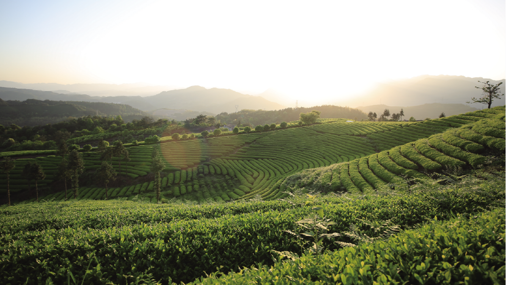 熱烈祝賀浙茶集團旗下浙江駱駝九宇有限公司被評為2021年工業(yè)旅游示范基地！