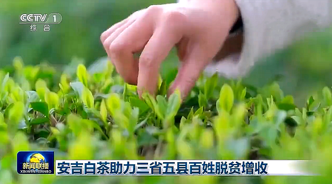 “白葉一號”工程再度受央視關(guān)注，浙茶集團攜手東西部，先富幫后富，共謀鄉村振興路