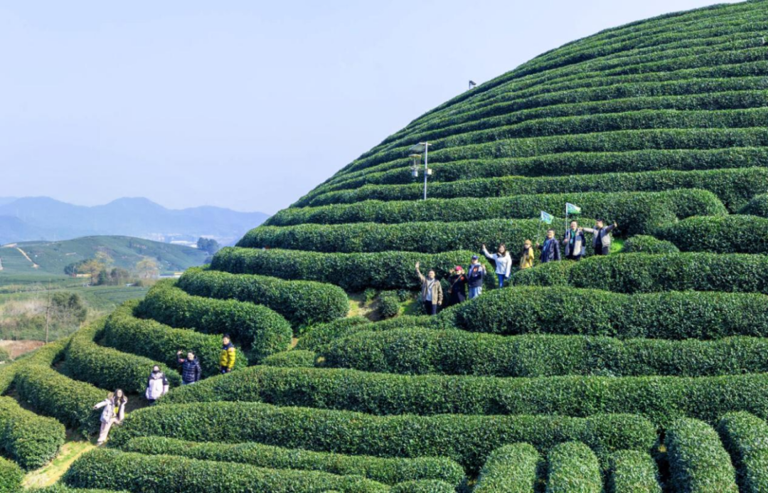 浙茶獅峰2025年茶山行“獅峰攬春”圓滿(mǎn)舉行